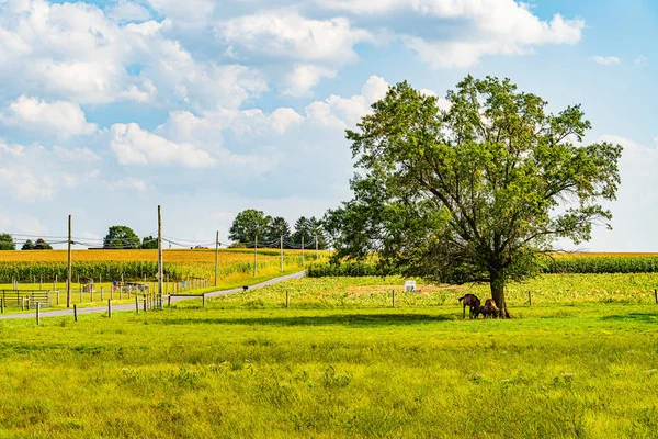 Amish campo granja granero agricultura en Lancaster, PA US — Foto de Stock