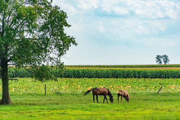 Campo Amish agricultura, caballo, cosecha, granja, granero en Lancaster, PA US — Foto de Stock