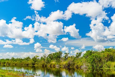 Florida, Everglades, Everglades ve Francis S. Taylor Vahşi Yaşam Yönetimi Bölgesi 'nde bataklık.