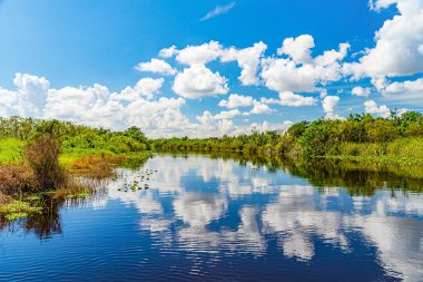 Florida, Everglades, Everglades ve Francis S. Taylor Vahşi Yaşam Yönetimi Bölgesi 'nde bataklık.