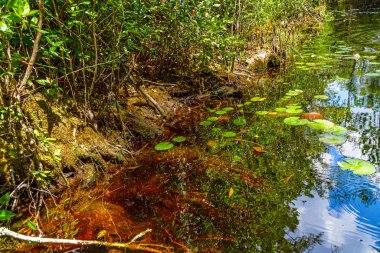 Okefenokee Bataklık Parkı, Güney Georgia 'da Amerikan Timsah Bebekleri.