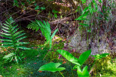 Güney Georgia, Okefenokee Bataklık Parkı 'ndaki orman bataklığı.
