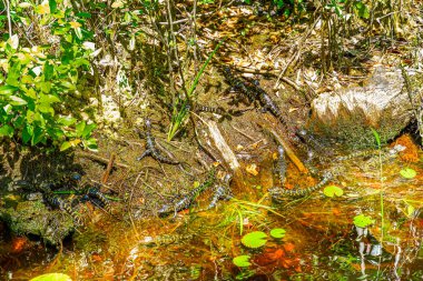Okefenokee Bataklık Parkı, Güney Georgia 'da Amerikan Timsah Bebekleri.