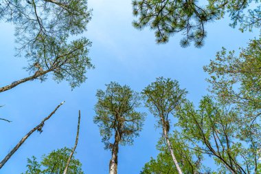 Güney Georgia, Okefenokee Bataklık Parkı 'ndaki orman bataklığı..