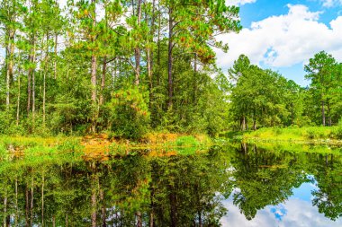 Güney Georgia, Okefenokee Bataklık Parkı 'ndaki orman bataklığı..