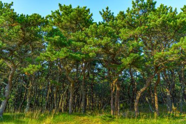 Pine forest on dunes, Ecoregion pine wasteland, Cape Cod Massachusetts, US. clipart