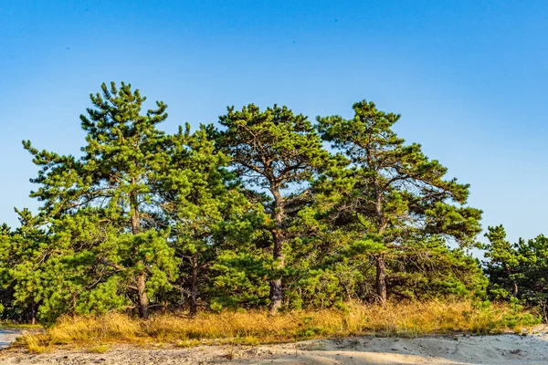 Bosque de pinos en las dunas, Ecoregion pine wasteland, Cape Cod Massachusetts, EE.UU. — Foto de Stock