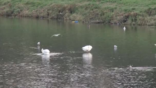 Cisnes en el río en la ciudad en el otoño — Vídeos de Stock