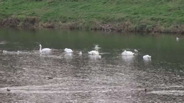 Zwanen op de rivier in de stad in de herfst Videoclip