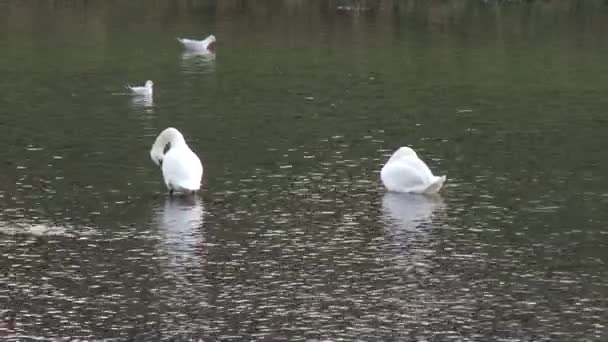 Лебеді на річці в місті восени — стокове відео