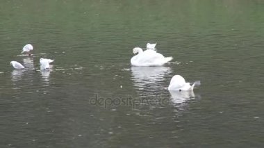 Kuğu Uzhgorod kentsel alanda sonbaharında Nehri üzerinde