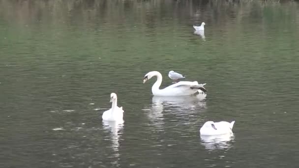 Svanar vid floden i hösten på tätorten Uzhgorod — Stockvideo