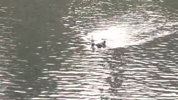 Eenden op de rivier in het najaar op het stedelijk gebied van Oezjhorod Rechtenvrije Stockvideo's