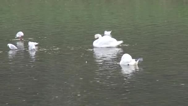 Лебеді на річці восени на міському районі м. Ужгород — стокове відео