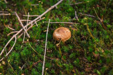 forrest, yosun ve çam ağacı twigs yakınındaki mantar 