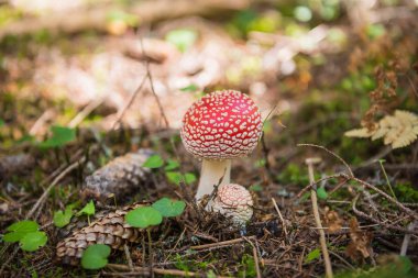 sinek-agaric forrest, çim ve koniler ve iğneler, güneş ışınları arka planda arkasında içinde 
