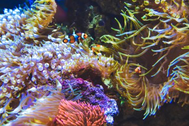 Balık ve mercan resifleri