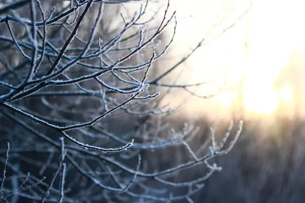 Soğuk kış, hoarfrost ile kaplı dalları