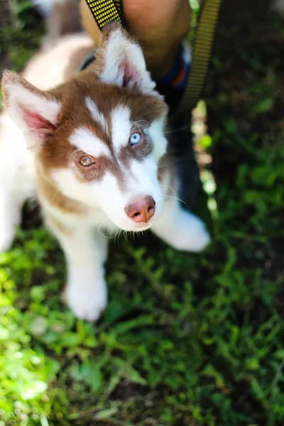 Husky - köpek farklı gözlerle