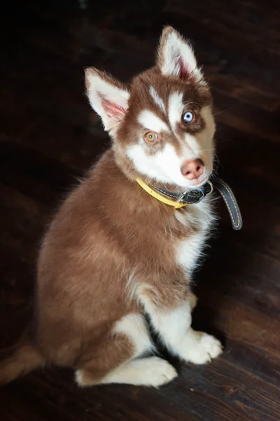        Fotoğraf farklı gözlerle - Husky köpek gösterir