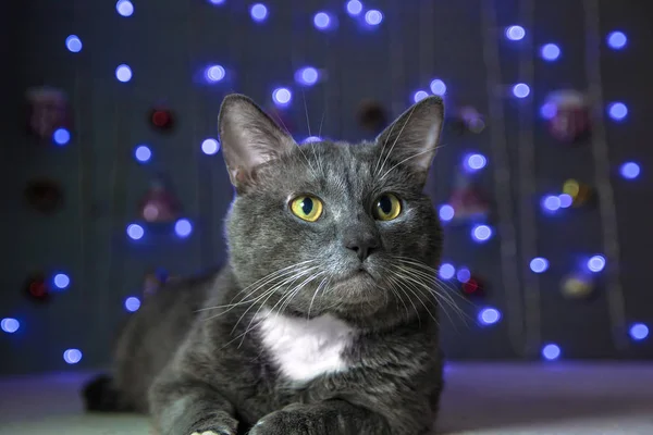 Кошка на фоне гирлянды на новый год — стоковое фото