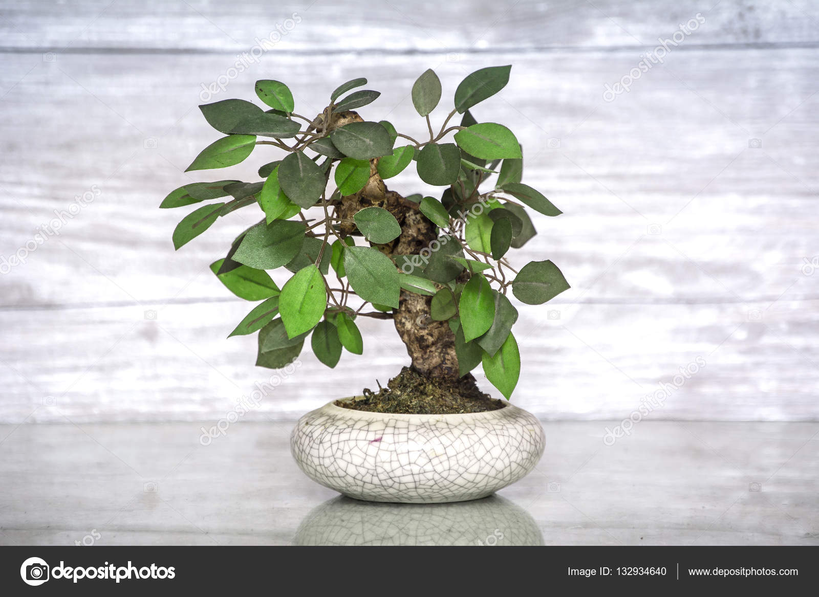 little bonsai tree in a tray