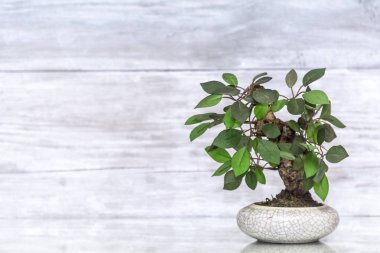 Minyatür yaprak dökmeyen ağacı içinde bir tepsi ile küçük bonsai ağacı
