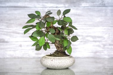 Minyatür yaprak dökmeyen ağacı içinde bir tepsi ile küçük bonsai ağacı
