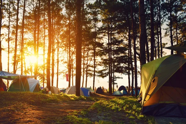 Kempování a stany v borovém lese v západu slunce na sever od Tha — Stock fotografie