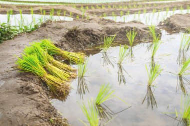 Pirinç fidan alanı