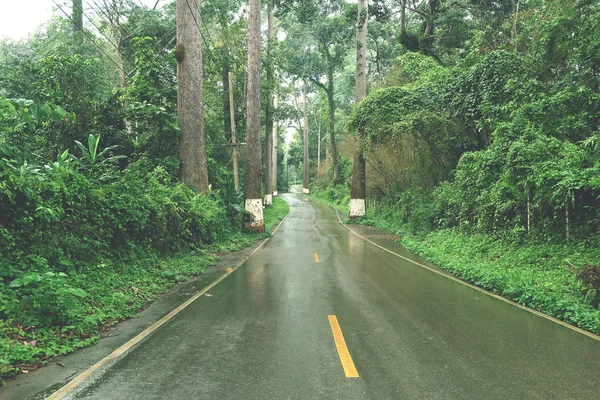 Foggy Straight Redwood Highway — Stock Photo, Image