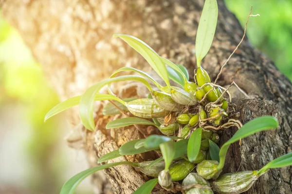 Dendrobium orquídea natureza ao ar livre — Fotografia de Stock