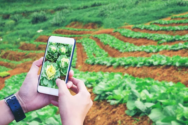Agronomo uomo utilizzando Smartphone in fattoria Agricoltura (Internet di — Foto Stock