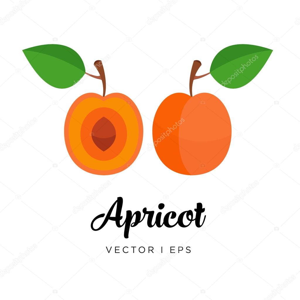 Delicious apricot vector editable image