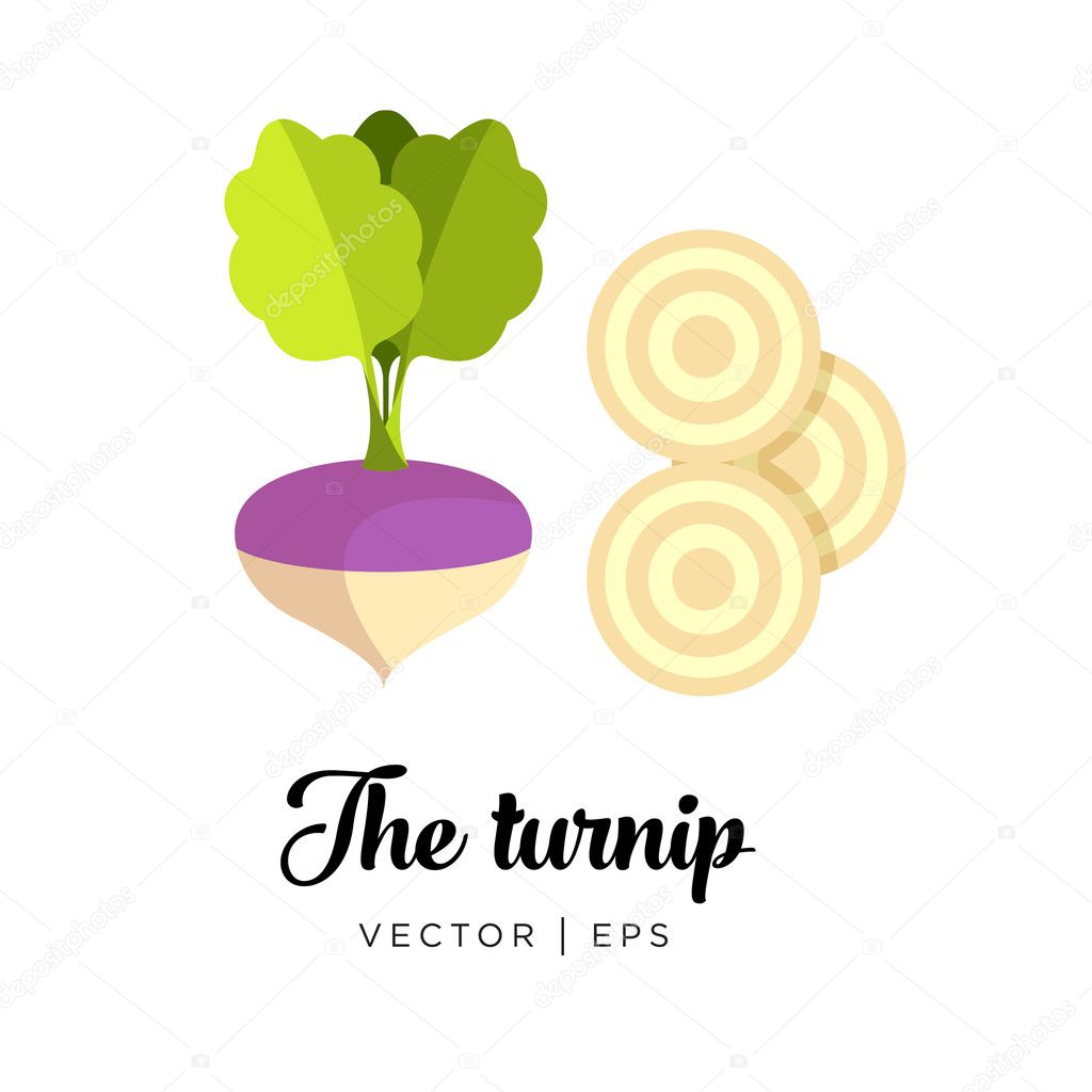 Delicious Turnip vector editable image