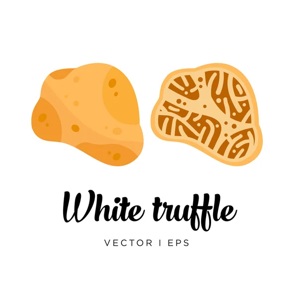 Immagine vettoriale tartufo bianco — Vettoriale Stock