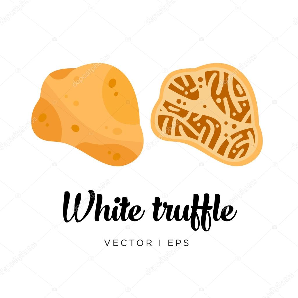 White truffle vector image