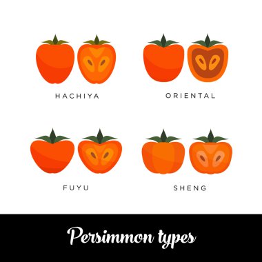 Differect types of Persimmon: Hachiya, Oriental, Fuyu, Sheng vector editable image clipart