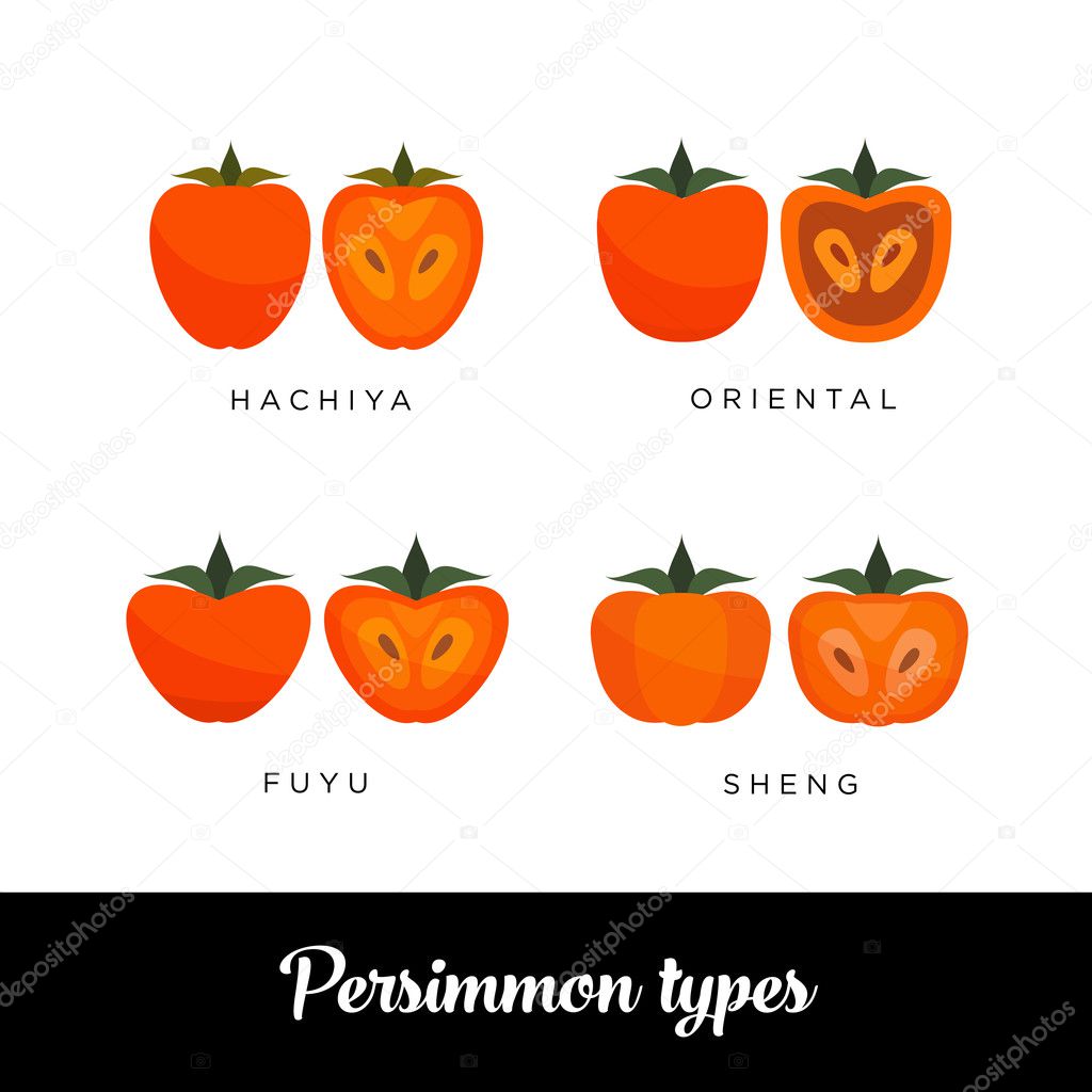 Differect types of Persimmon: Hachiya, Oriental, Fuyu, Sheng vector editable image