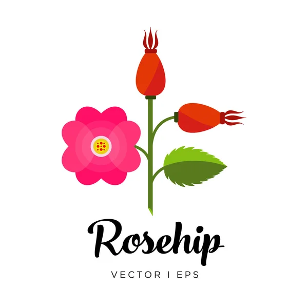 Rosehip branch with pink flower, garden plant harvest, no hips — Stock vektor