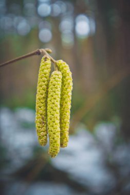 Dikey fotoğraf bir makro parlak yeşil huş kedicikler tasvir. De odaklanmış, orman arka planda bulanık.