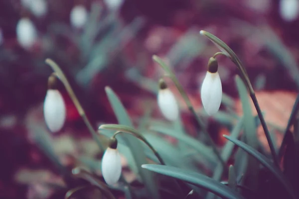 Прохолодні квіти, весняний сезон. Фото зображує красиву делікатес — стокове фото