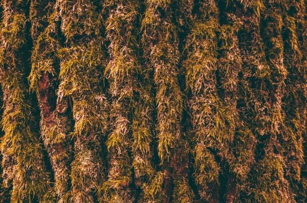 Photo représentant une vue macro de la mousse sur un tronc de pin . — Photo