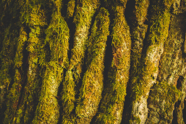 Photo depicting a macro view of the moss on a pine tree trunk. 