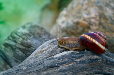 Bir vahşi güzel büyük güzel salyangoz sarmal shel ile fotoğraf gösteriyor