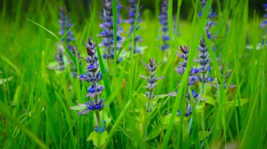 Çayır çiçek, dağ doğa, yaz. Fotoğraf bir ple gösteriyor
