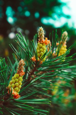 Fotoğraf parlak bir evergreen tasvir üç yeni küçük y ile çam