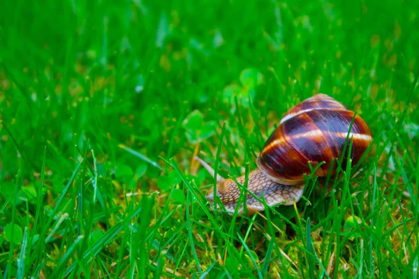 Foto retrata um belo caracol lindo selvagem com espiral shel — Fotografia de Stock