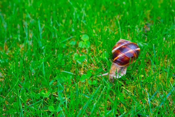 Foto representa un hermoso caracol grande y hermoso salvaje con caracol en espiral — Foto de Stock