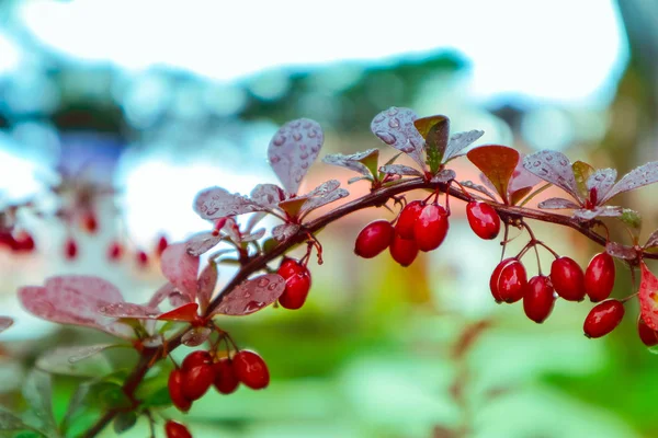 Kızamık bush brunch çilek, makro görünümü, yakın çekim. Kırmızı renkli — Stok fotoğraf